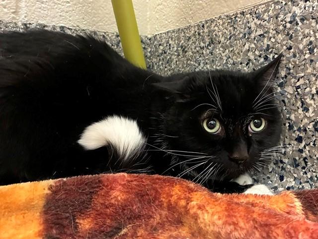 Enlarge STORMY CLOUD, a Adoptable Domestic Short Hair in Brighton, CO image 1/1