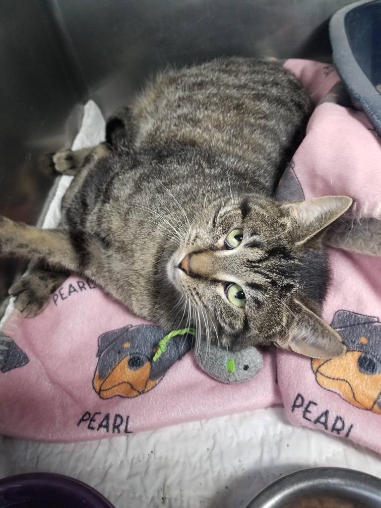 Bennett, Adoptable, Young Female Domestic Short Hair.