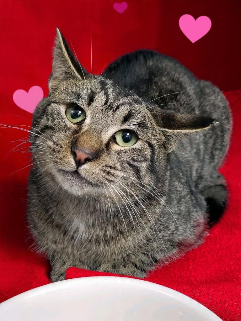 Bennett, Adoptable, Young Female Domestic Short Hair.