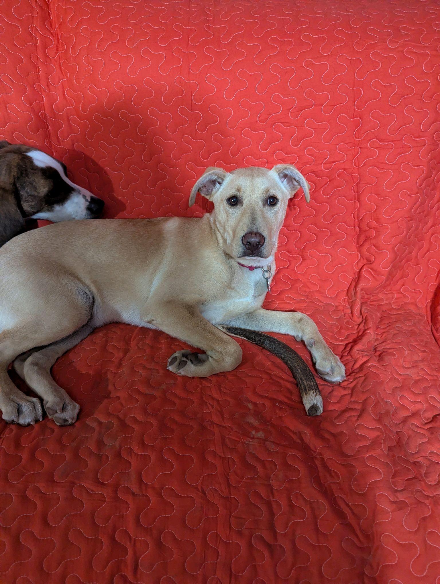 Shiloh, Adoptable, Young Female Yellow Labrador Retriever & Mixed Breed.