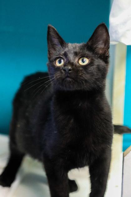 Enlarge Kitty Perry, a Adoptable Domestic Short Hair in Dothan, AL image 1/2