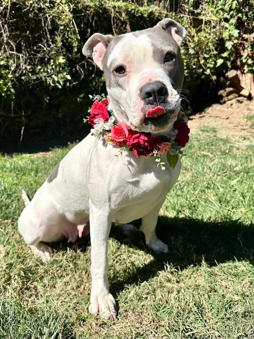 Cranberry, Adoptable, Adult Female Pit Bull Terrier & American Staffordshire Terrier.
