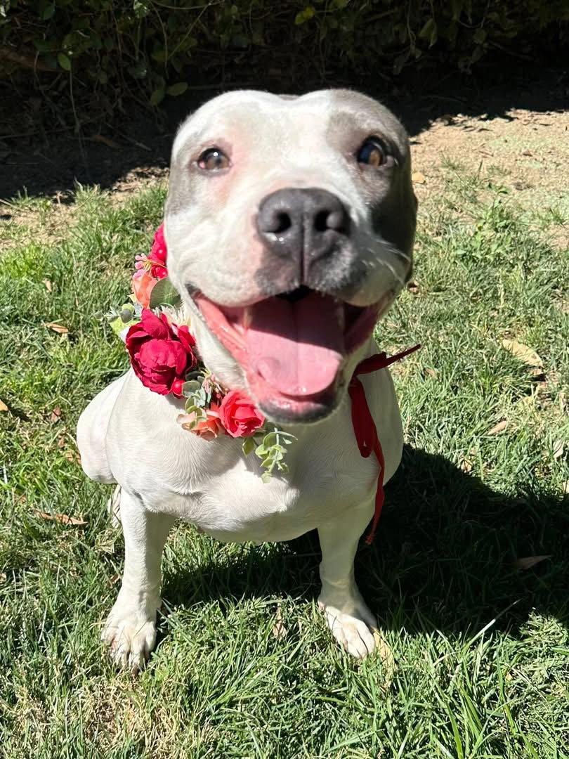 Cranberry, a Adoptable mixed breed in Redlands, CA image 2/3