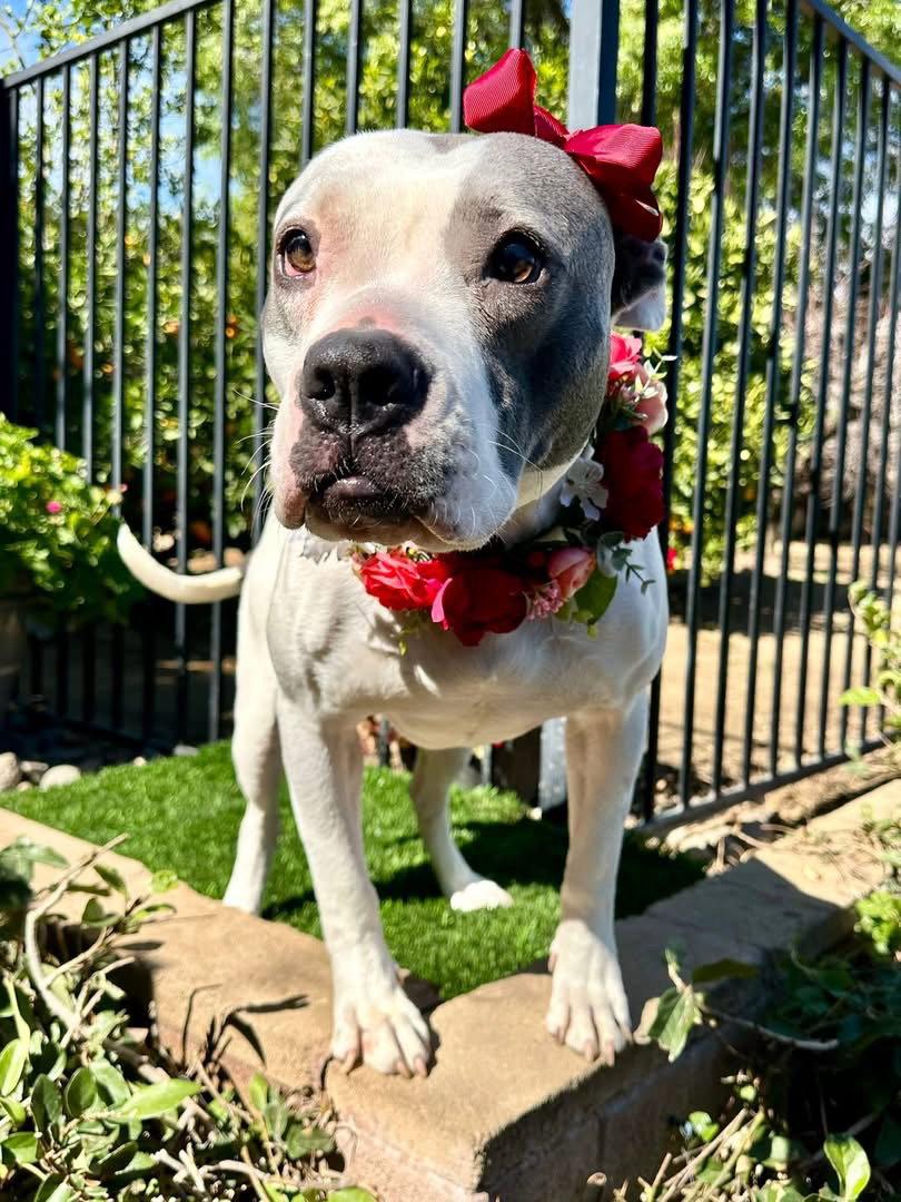 Cranberry, a Adoptable mixed breed in Redlands, CA image 3/3