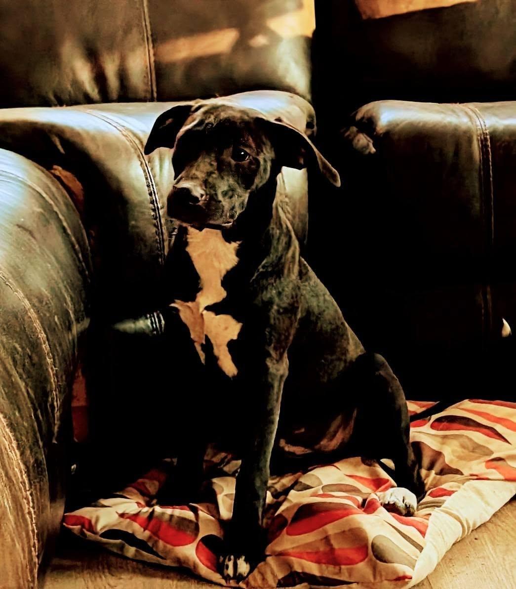 Enlarge Taylor, a ADOPTABLE mixed breed in Charlotte, NC image 2/3