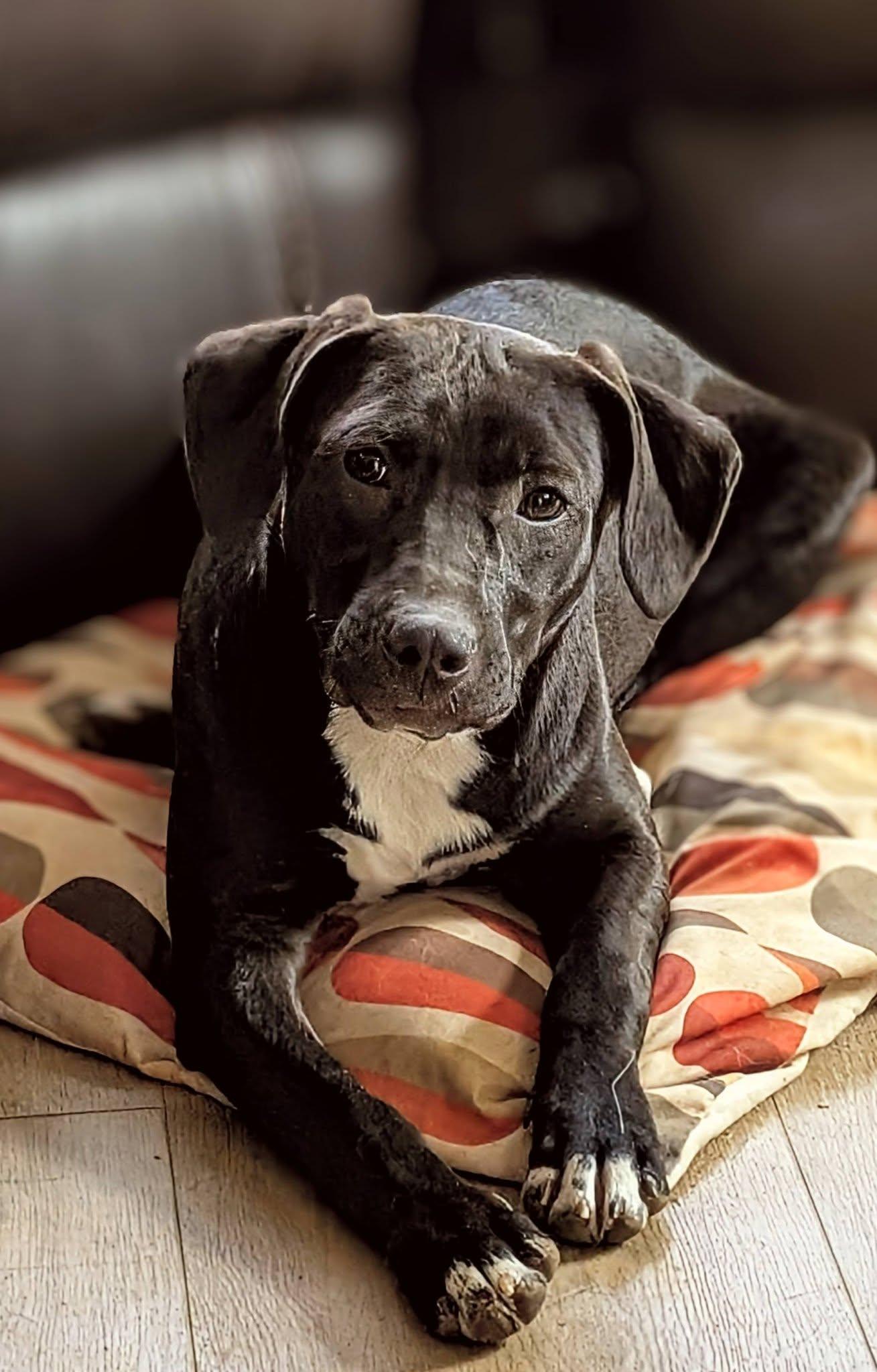 Enlarge Taylor, a ADOPTABLE mixed breed in Charlotte, NC image 1/3