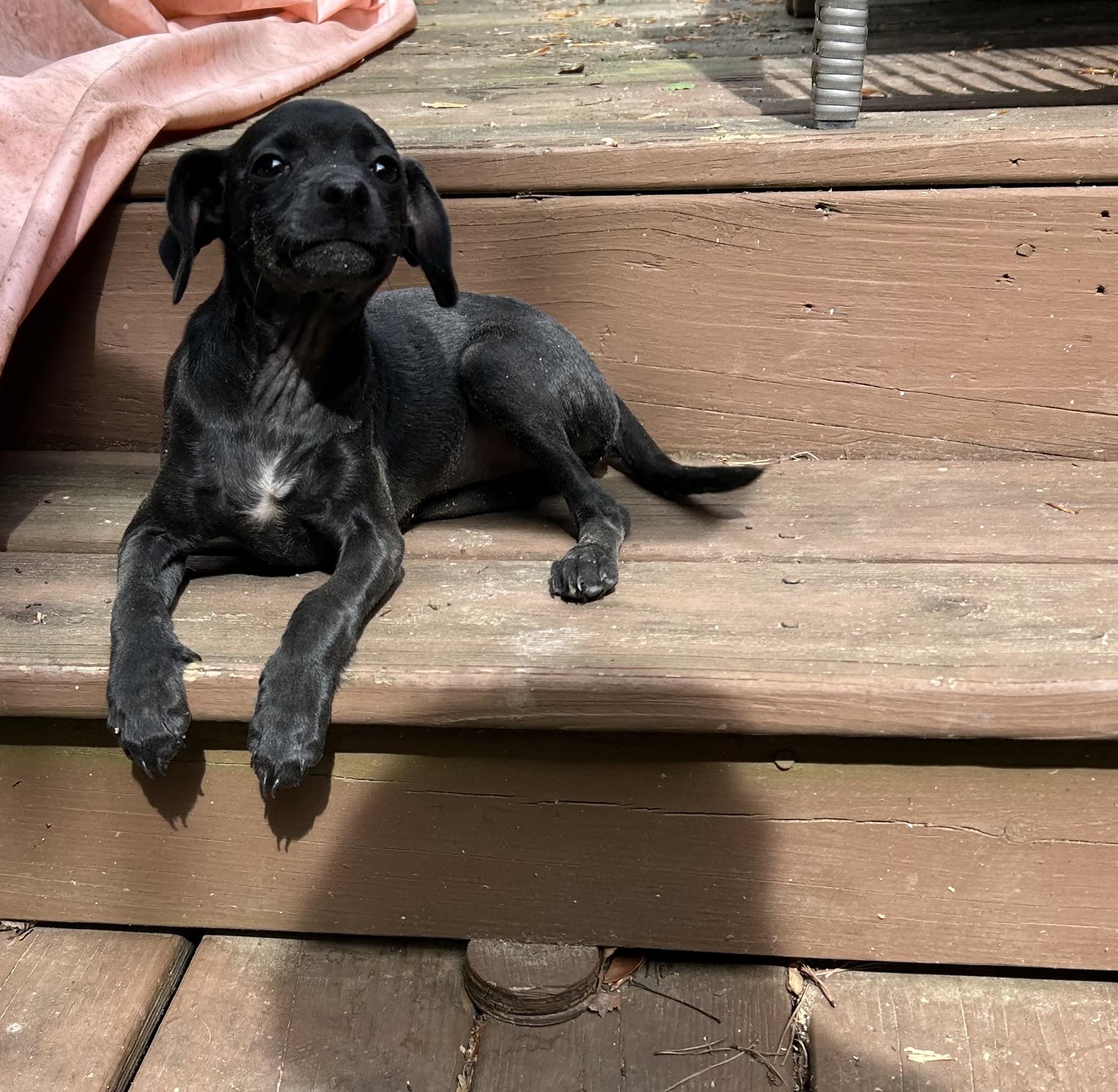 Enlarge Bailey, an adopted mixed breed in Kannapolis, NC image 5/6