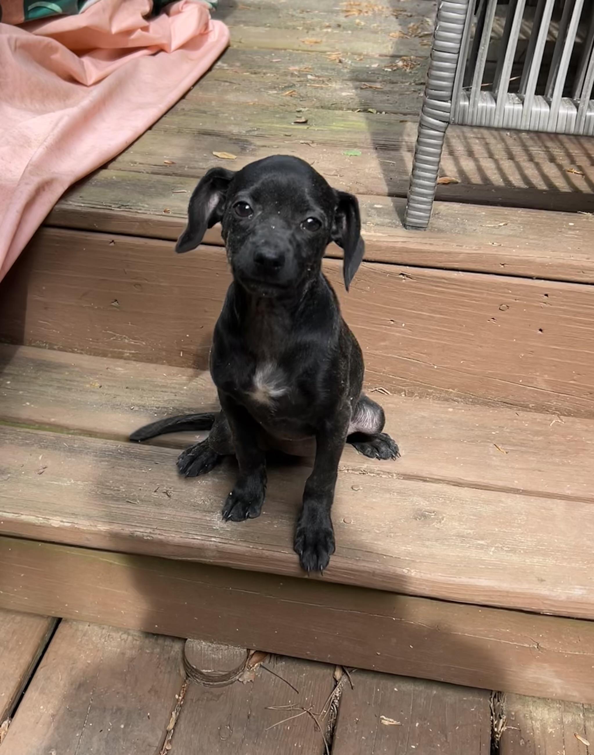 Enlarge Bailey, an adopted mixed breed in Kannapolis, NC image 4/6