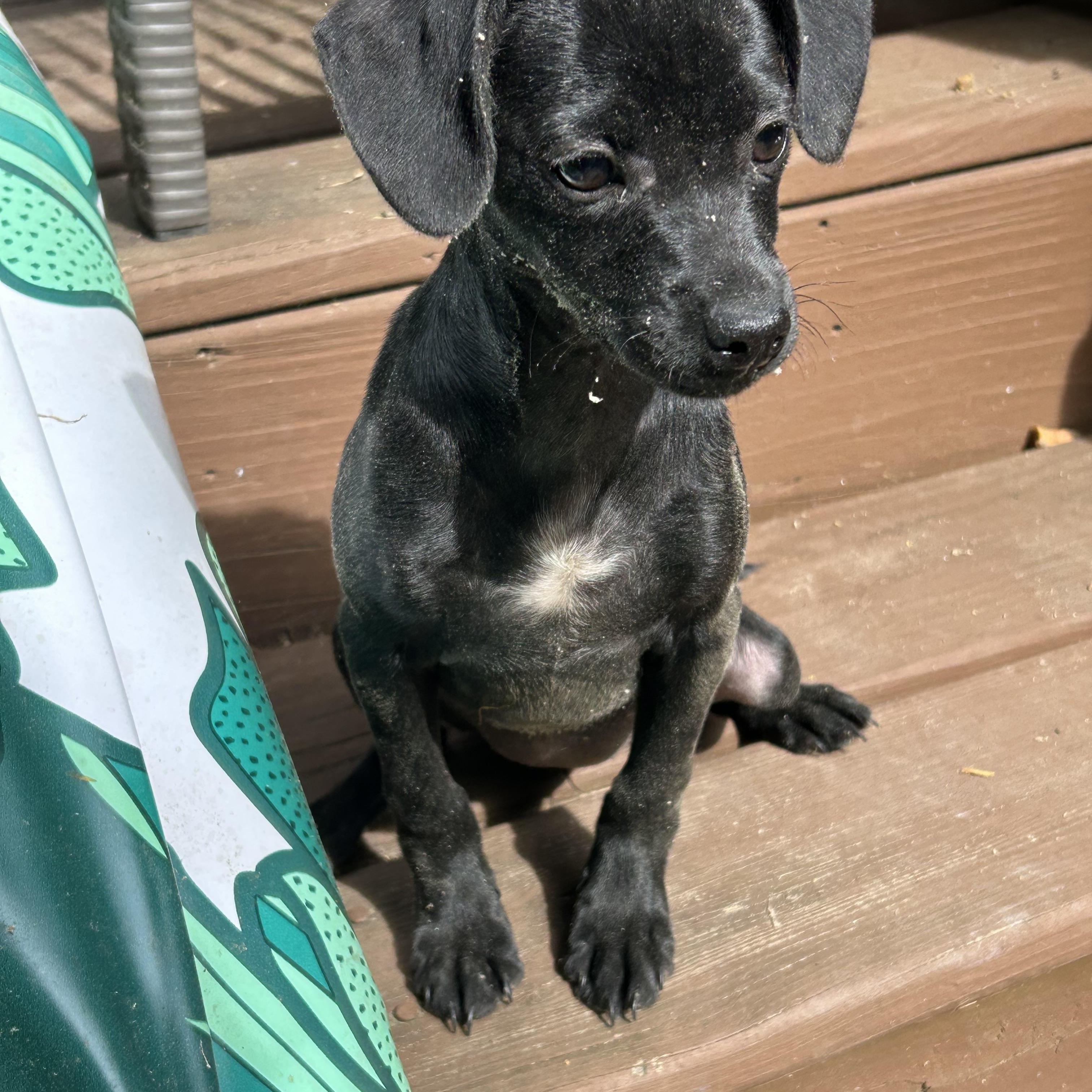 Enlarge Bailey, an adopted mixed breed in Kannapolis, NC image 6/6