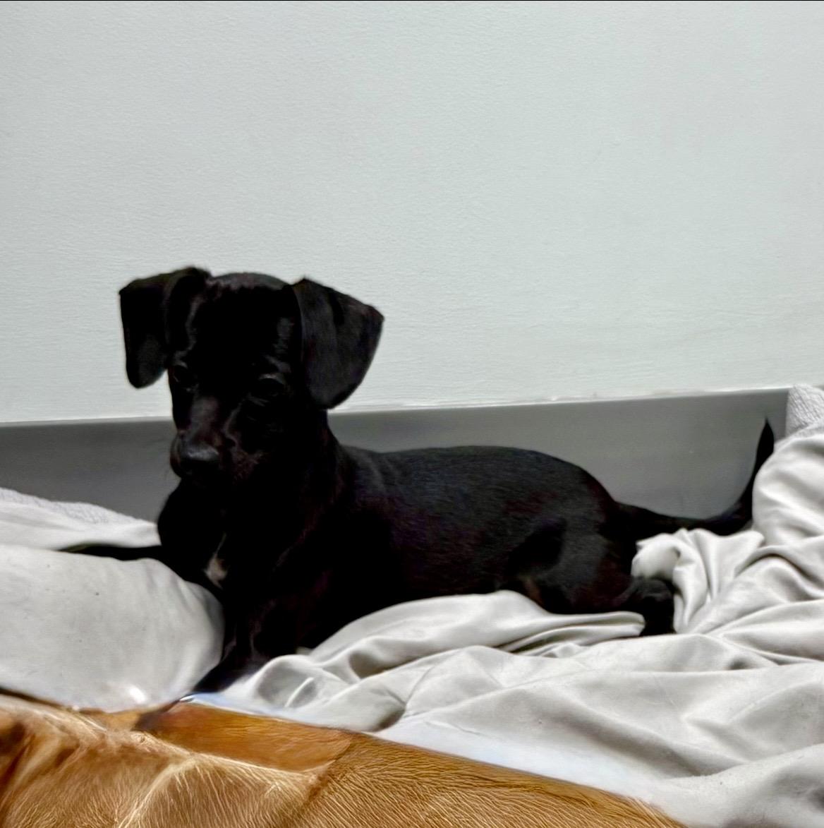 Enlarge Bailey, an adopted mixed breed in Kannapolis, NC image 2/6