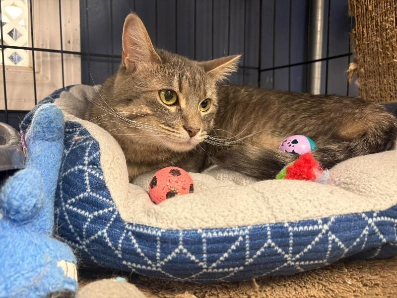 Enlarge Eleanor, a Adoptable Tabby in Belton, MO image 1/5