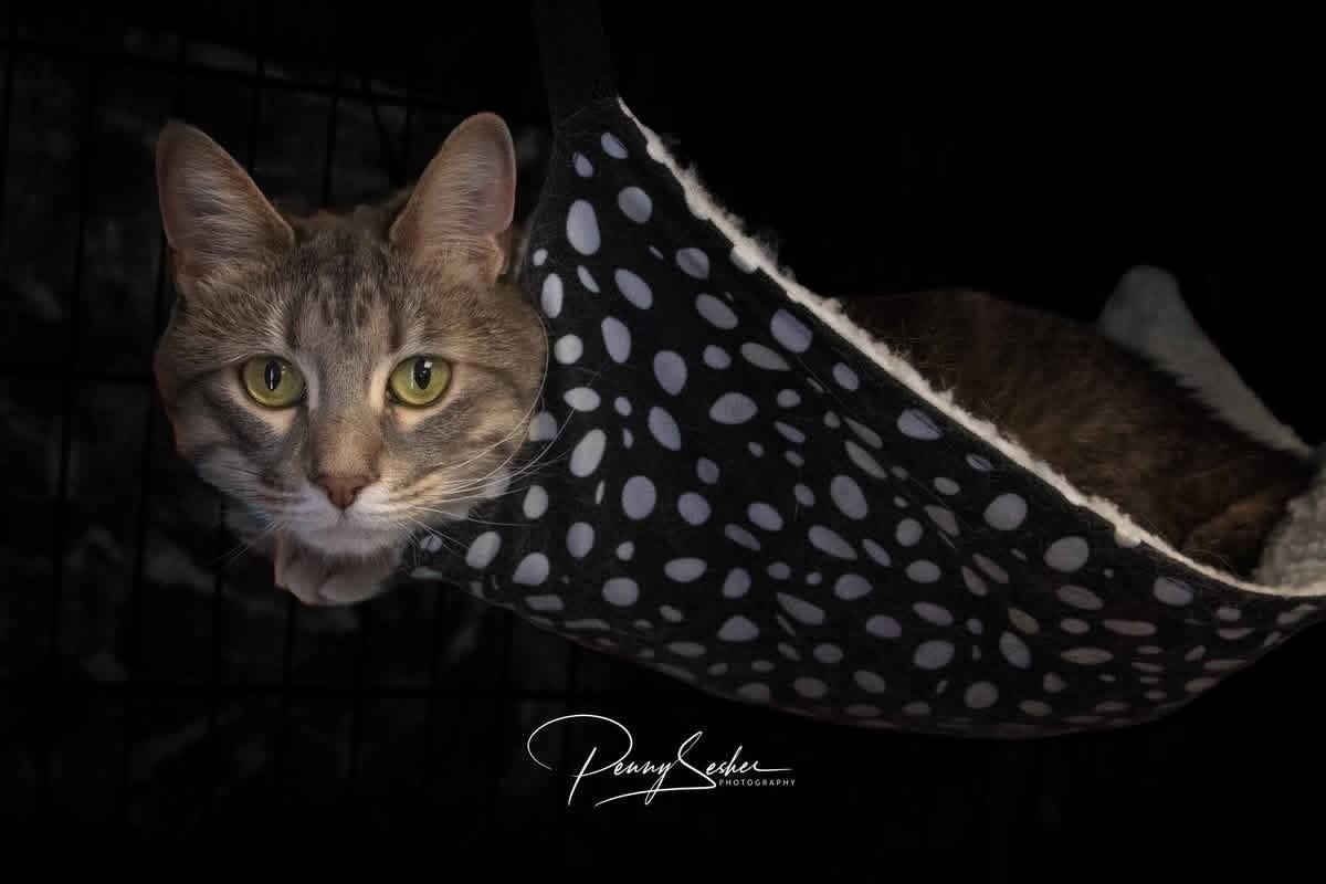 Enlarge Eleanor, a Adoptable Tabby in Belton, MO image 2/5