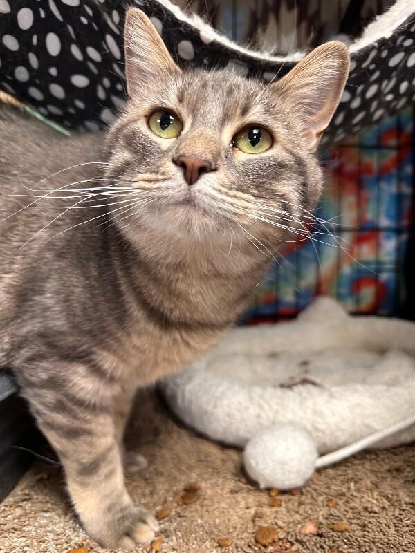 Enlarge Eleanor, a Adoptable Tabby in Belton, MO image 3/5