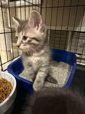 Enlarge Eleanor, a Adoptable Tabby in Belton, MO image 4/5