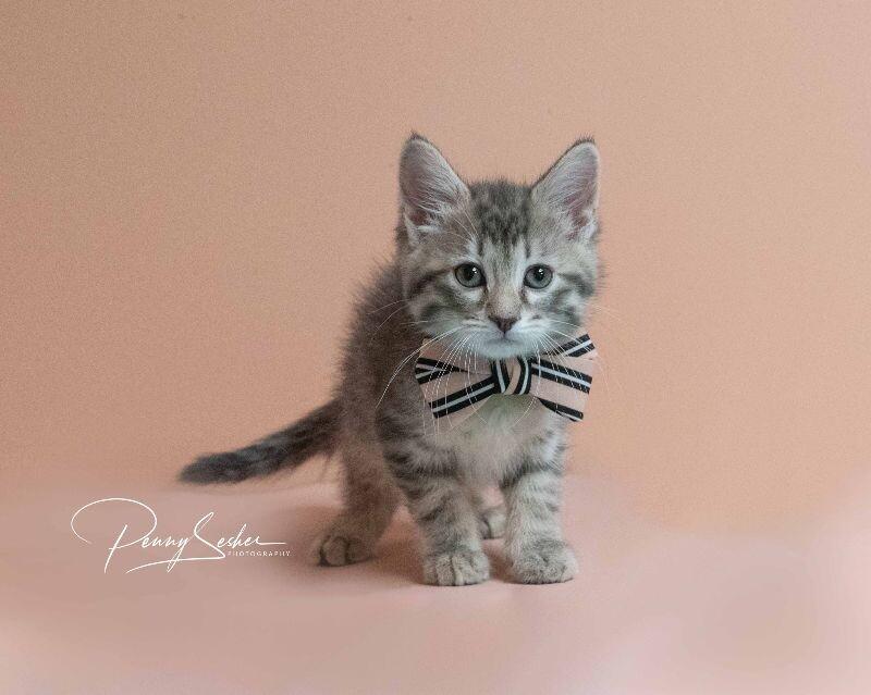 Enlarge Eleanor, a Adoptable Tabby in Belton, MO image 5/5