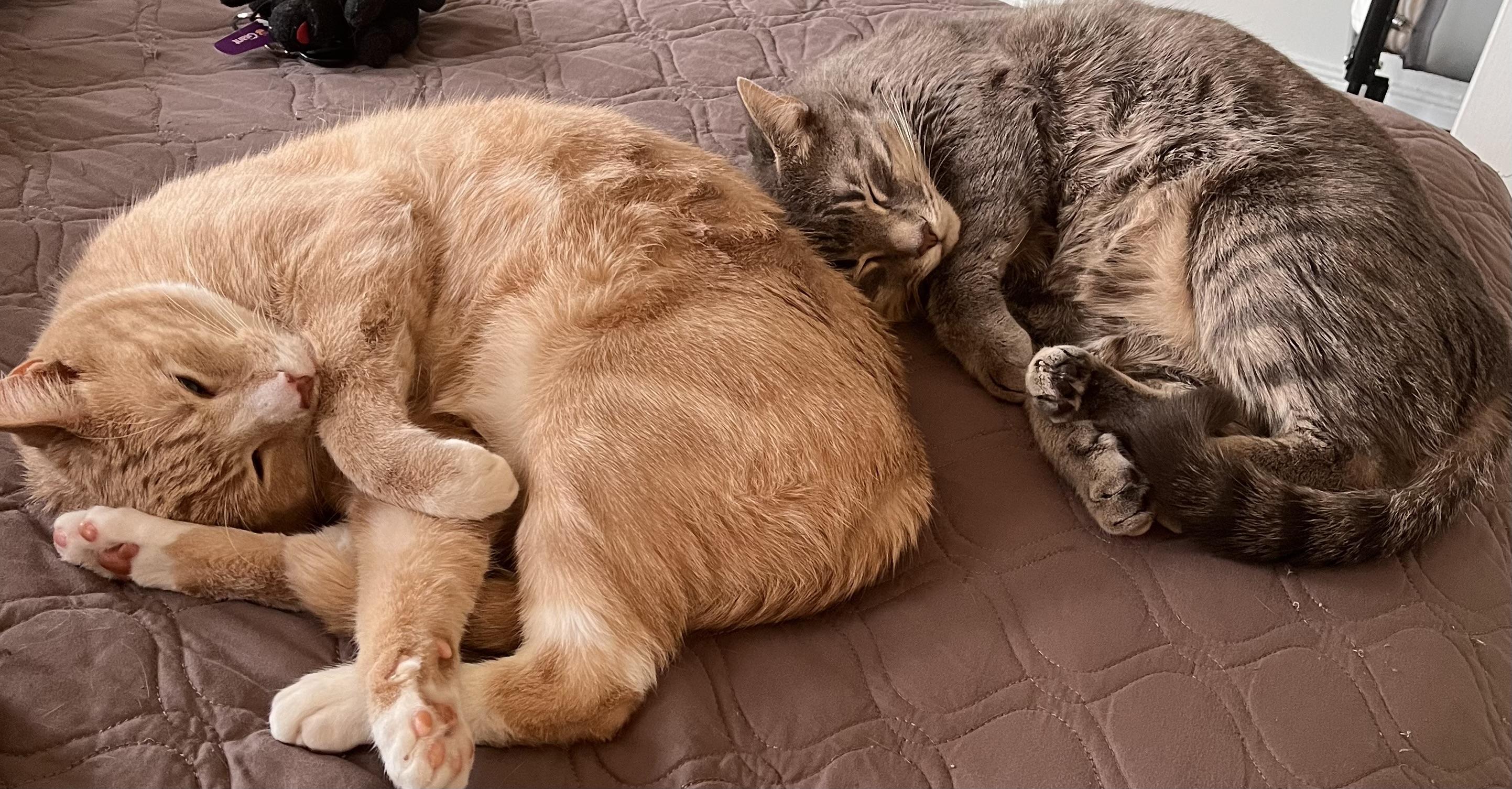 Enlarge Jedi and Yoda AKA Tumnus and Edmund, a ADOPTABLE Domestic Short Hair in Fairfax, VA image 4/6