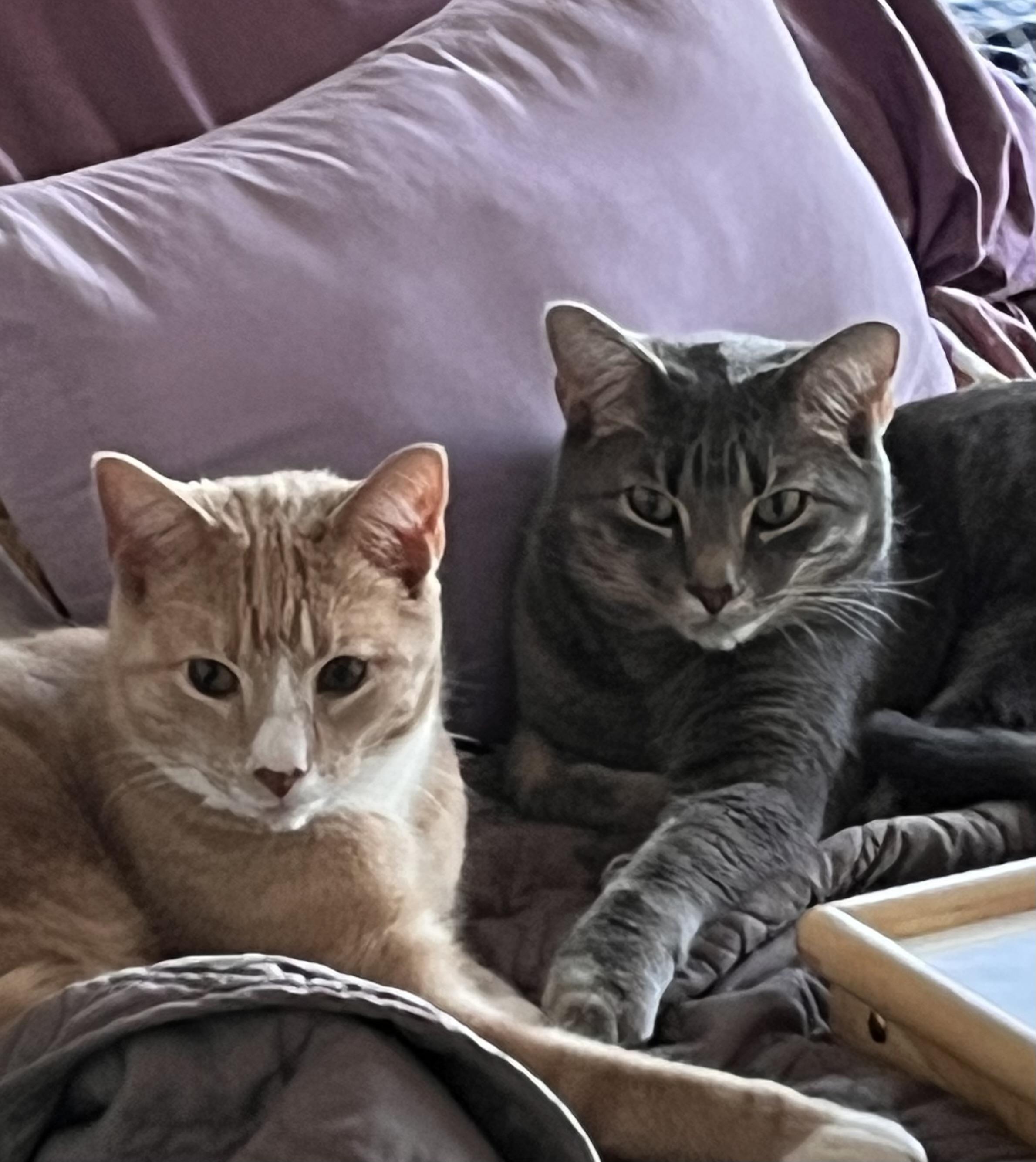 Jedi and Yoda AKA Tumnus and Edmund, ADOPTABLE, Adult Male Domestic Short Hair.