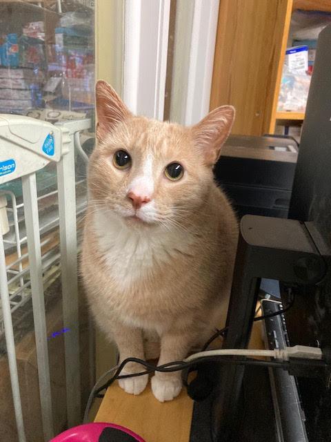 Enlarge Jedi and Yoda AKA Tumnus and Edmund, a ADOPTABLE Domestic Short Hair in Fairfax, VA image 3/6