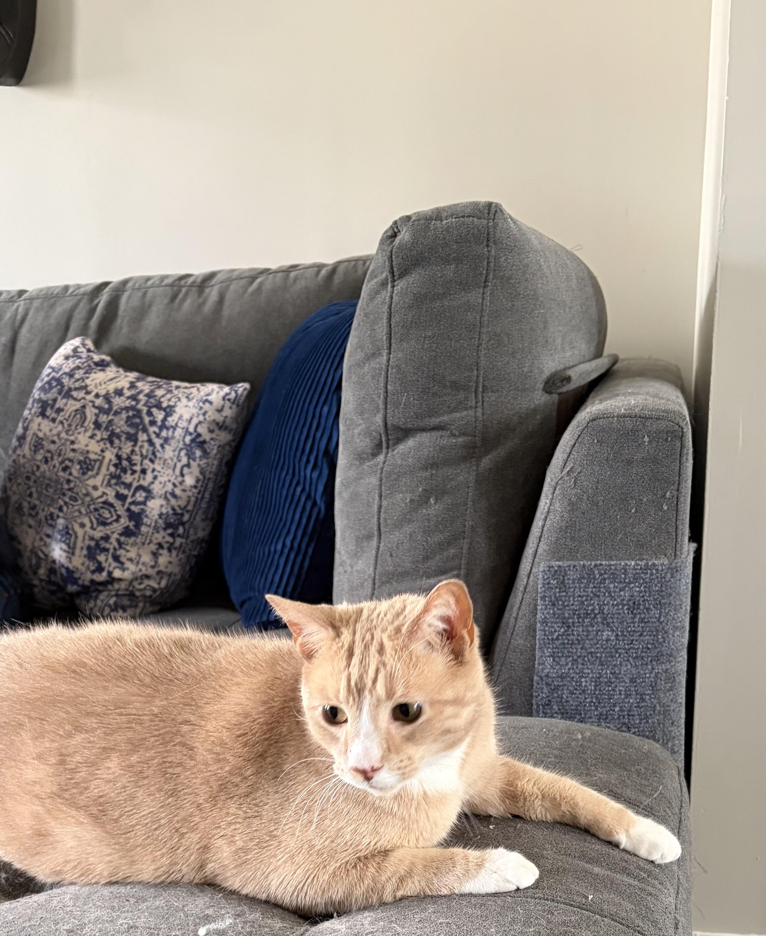 Enlarge Jedi and Yoda AKA Tumnus and Edmund, a ADOPTABLE Domestic Short Hair in Fairfax, VA image 6/6