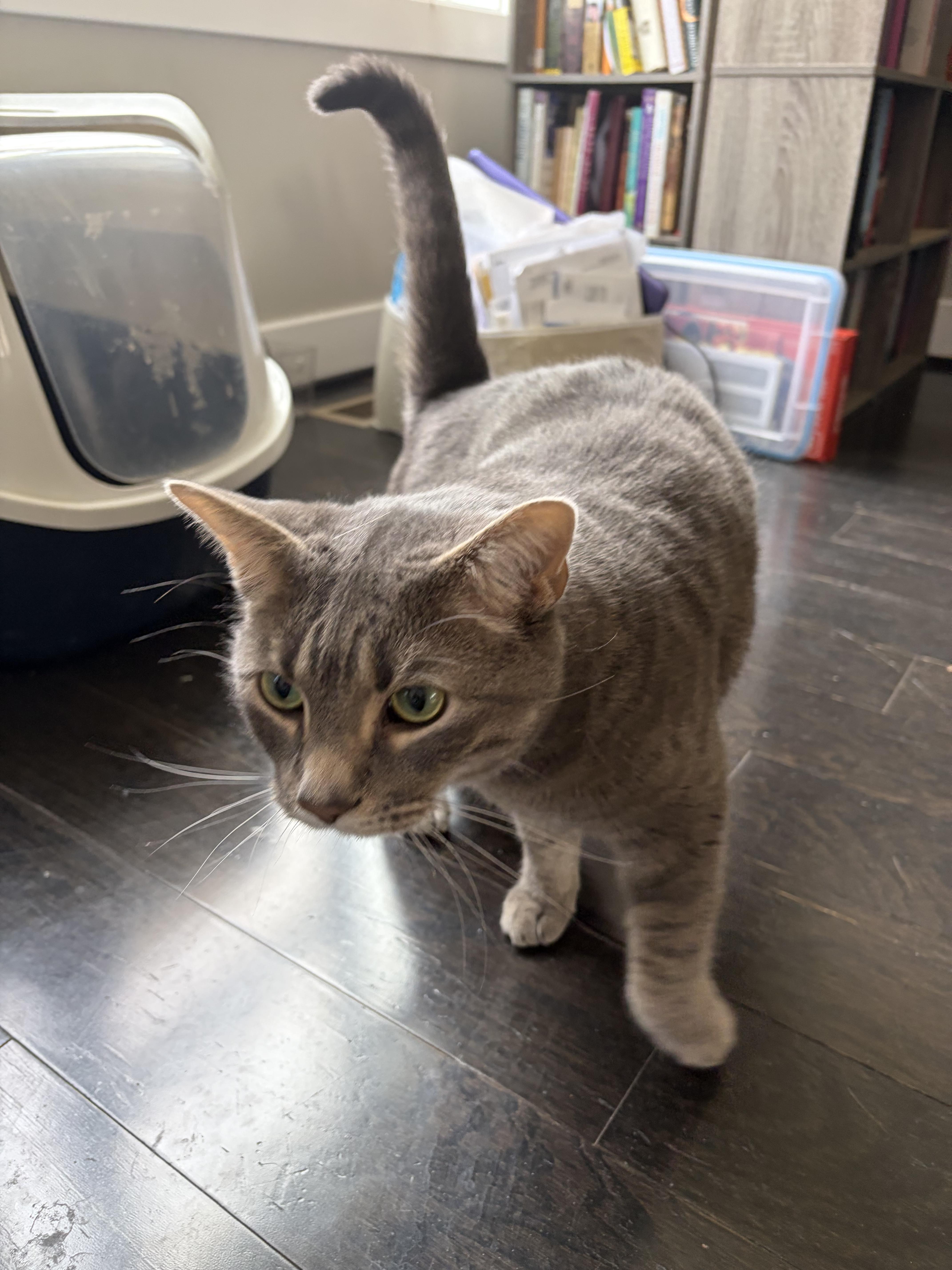 Enlarge Jedi and Yoda AKA Tumnus and Edmund, a ADOPTABLE Domestic Short Hair in Fairfax, VA image 5/6