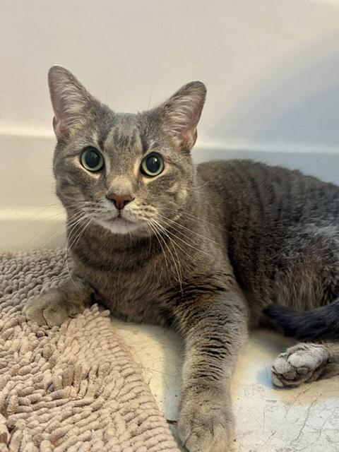 Enlarge Jedi and Yoda AKA Tumnus and Edmund, a ADOPTABLE Domestic Short Hair in Fairfax, VA image 2/6