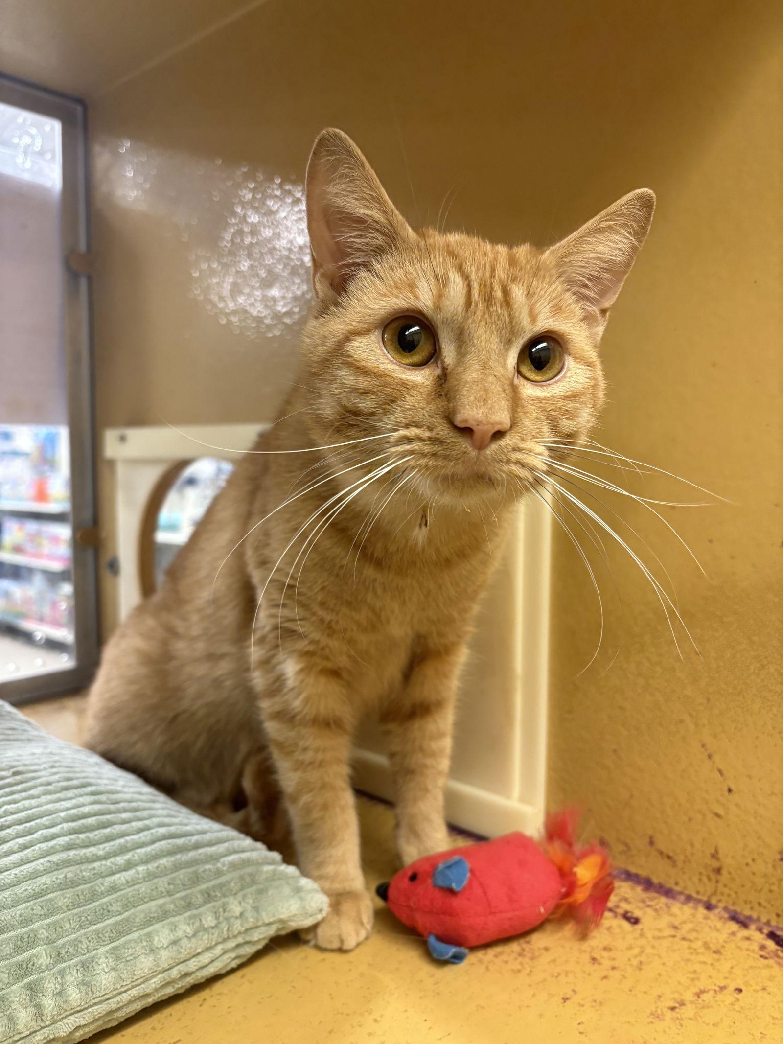 Ziggy, Adoptable, Adult Male Domestic Short Hair & Tabby.