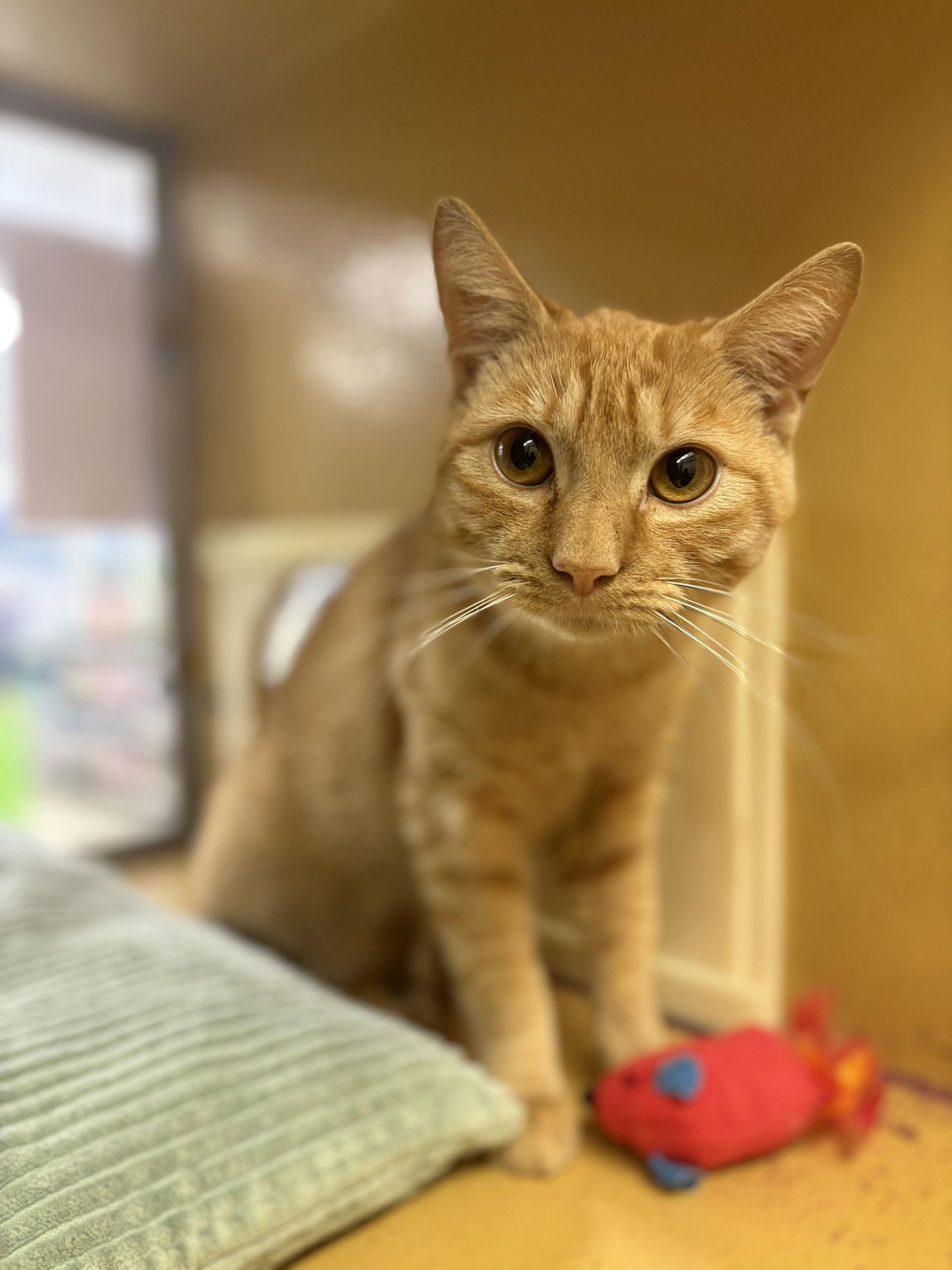 Enlarge Ziggy, a Adoptable mixed breed in Yardley, PA image 2/3