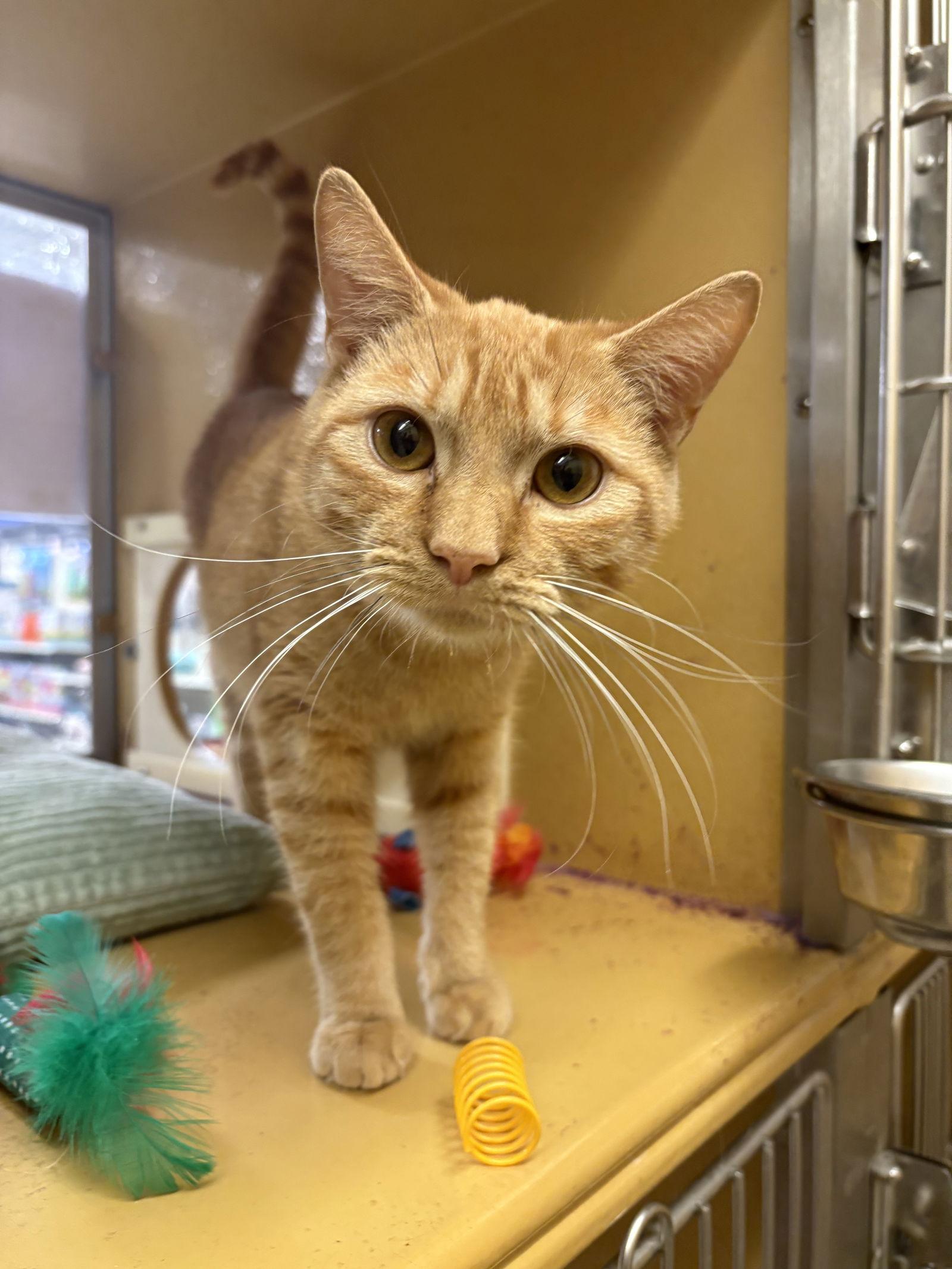 Enlarge Ziggy, a Adoptable mixed breed in Yardley, PA image 3/3