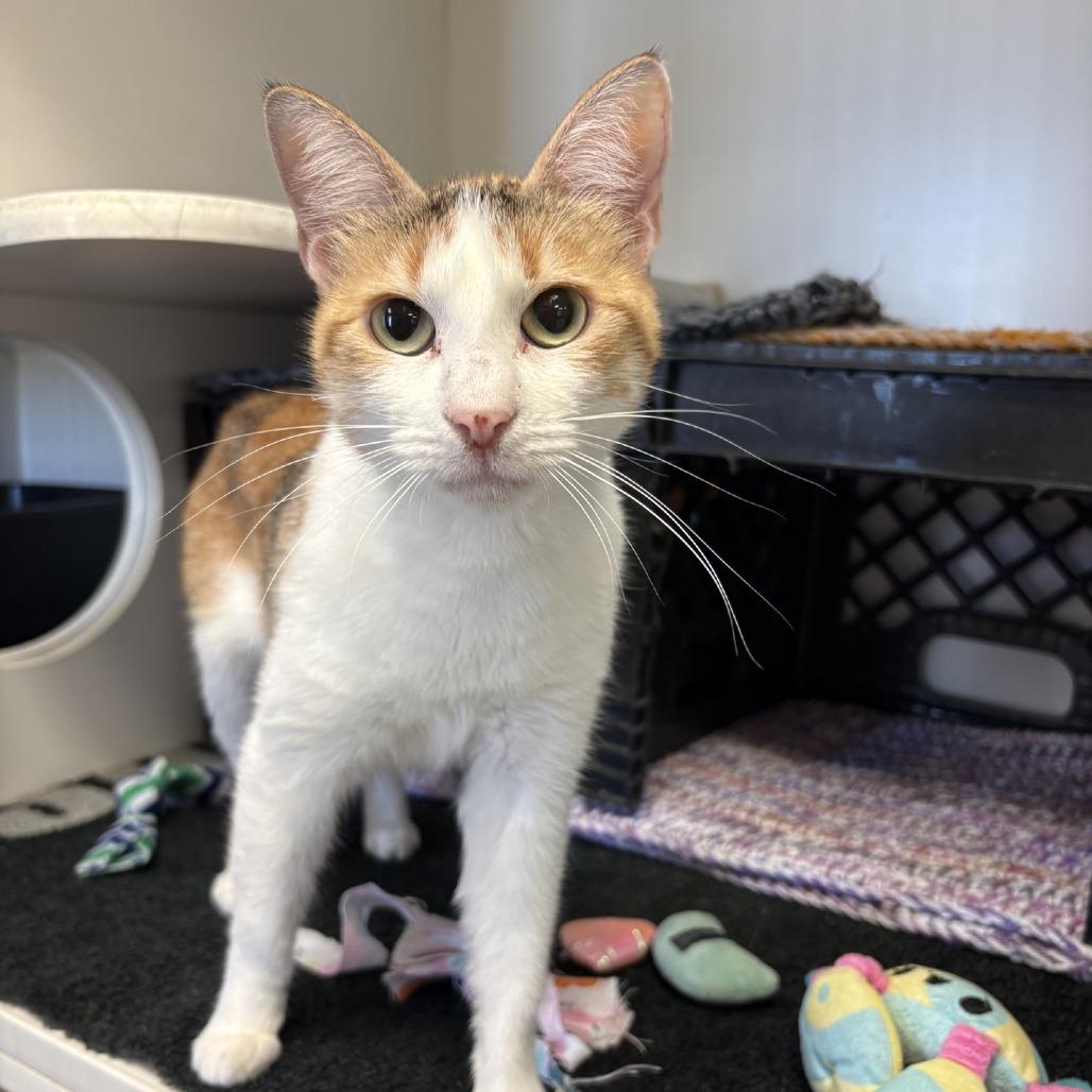 Enlarge Lucy, a Adoptable Domestic Short Hair in Norfolk, NE image 1/1