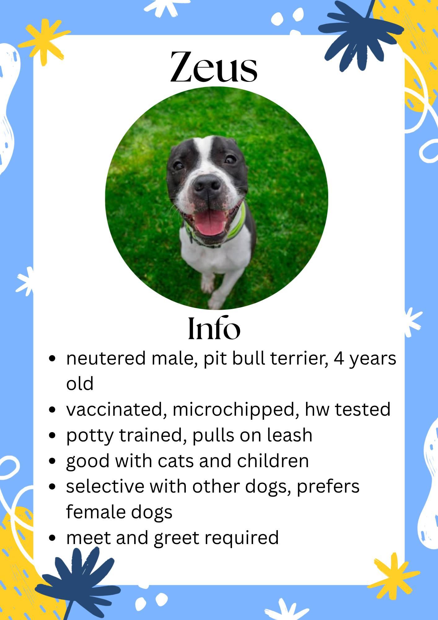 Zeus, ADOPTABLE, Adult Male Mixed Breed.