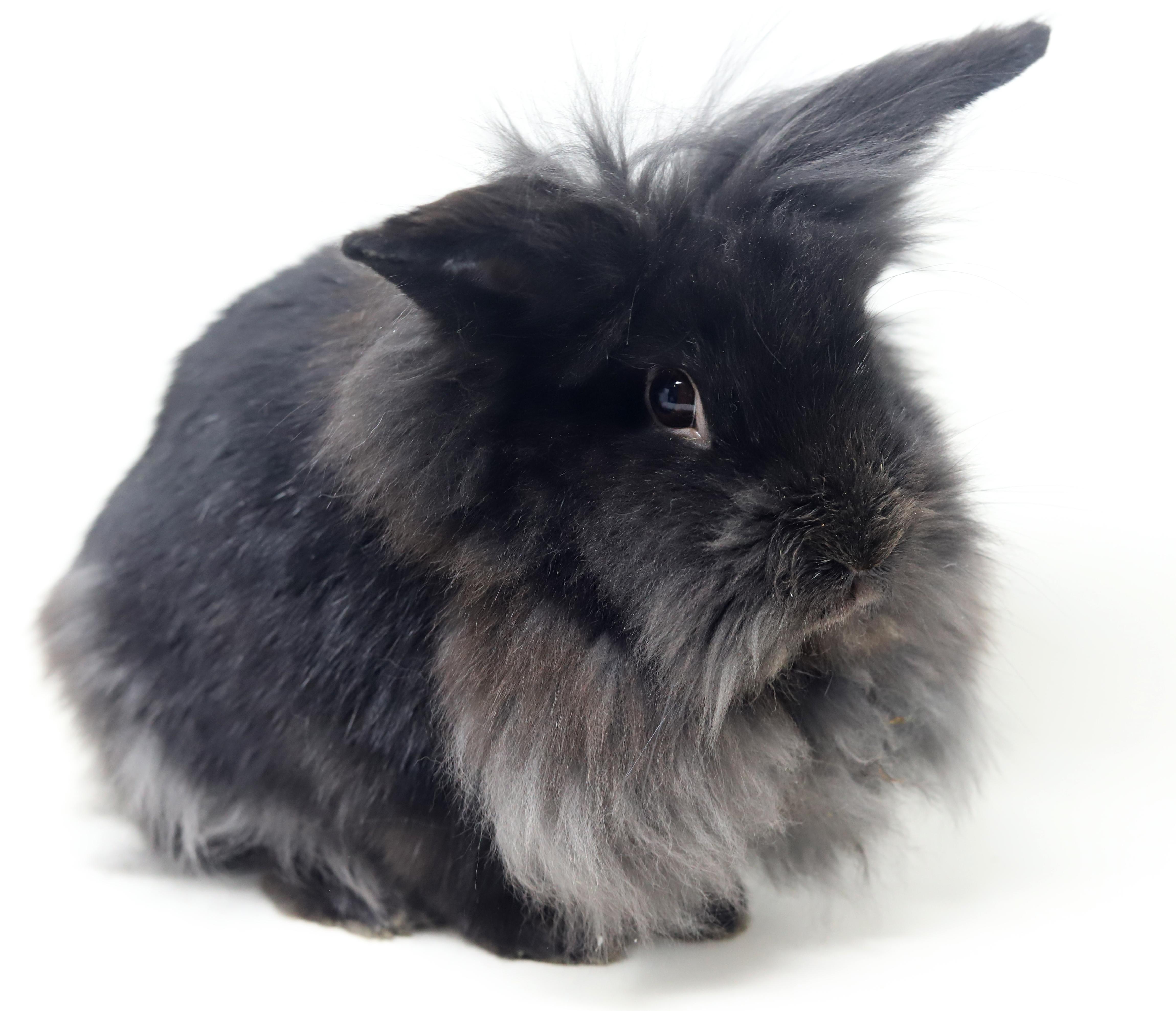 Enlarge Boba is baby bunny brilliance!   NEUTERED TOO - Spectacular!!!  THERAPY BUNNY, a Adoptable Lionhead in Bedford Hills, NY image 2/6