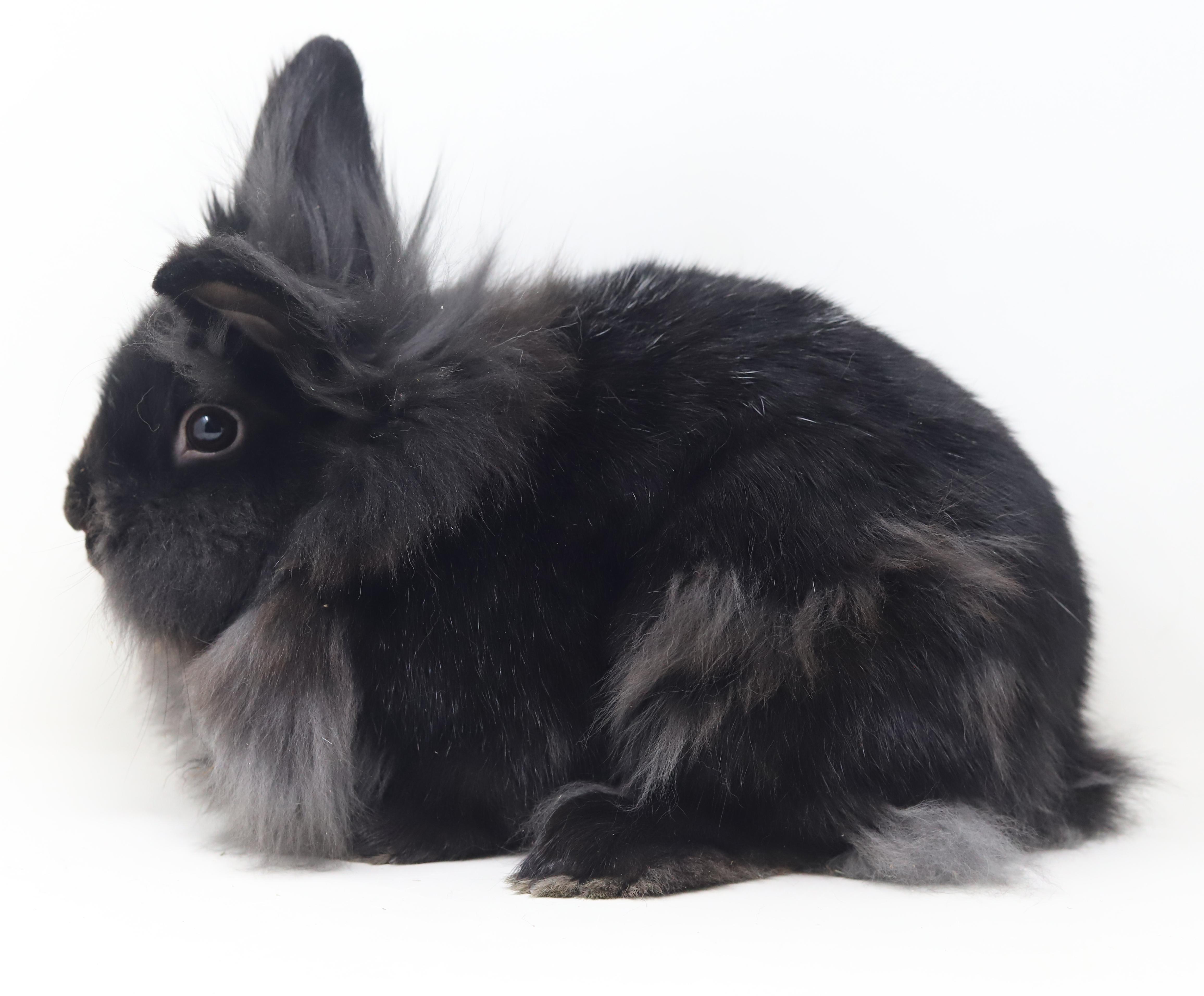 Enlarge Boba is baby bunny brilliance!   NEUTERED TOO - Spectacular!!!  THERAPY BUNNY, a Adoptable Lionhead in Bedford Hills, NY image 4/6