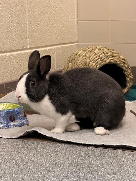DUST BUNNY, Adoptable, Young Female Bunny Rabbit.