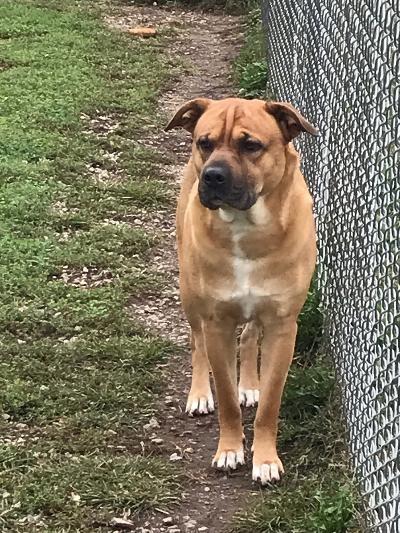 Blaine, Adopted, Adult Male Shar-Pei & Mixed Breed.