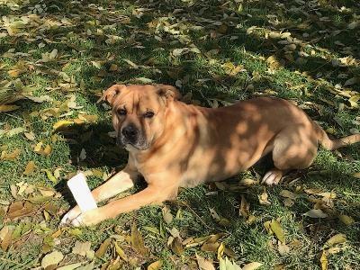 Enlarge Blaine, a Adopted mixed breed in Portland, IN image 2/6