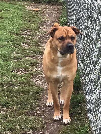 Enlarge Blaine, a Adopted mixed breed in Portland, IN image 3/6