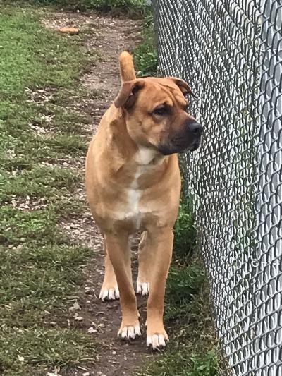 Enlarge Blaine, a Adopted mixed breed in Portland, IN image 4/6