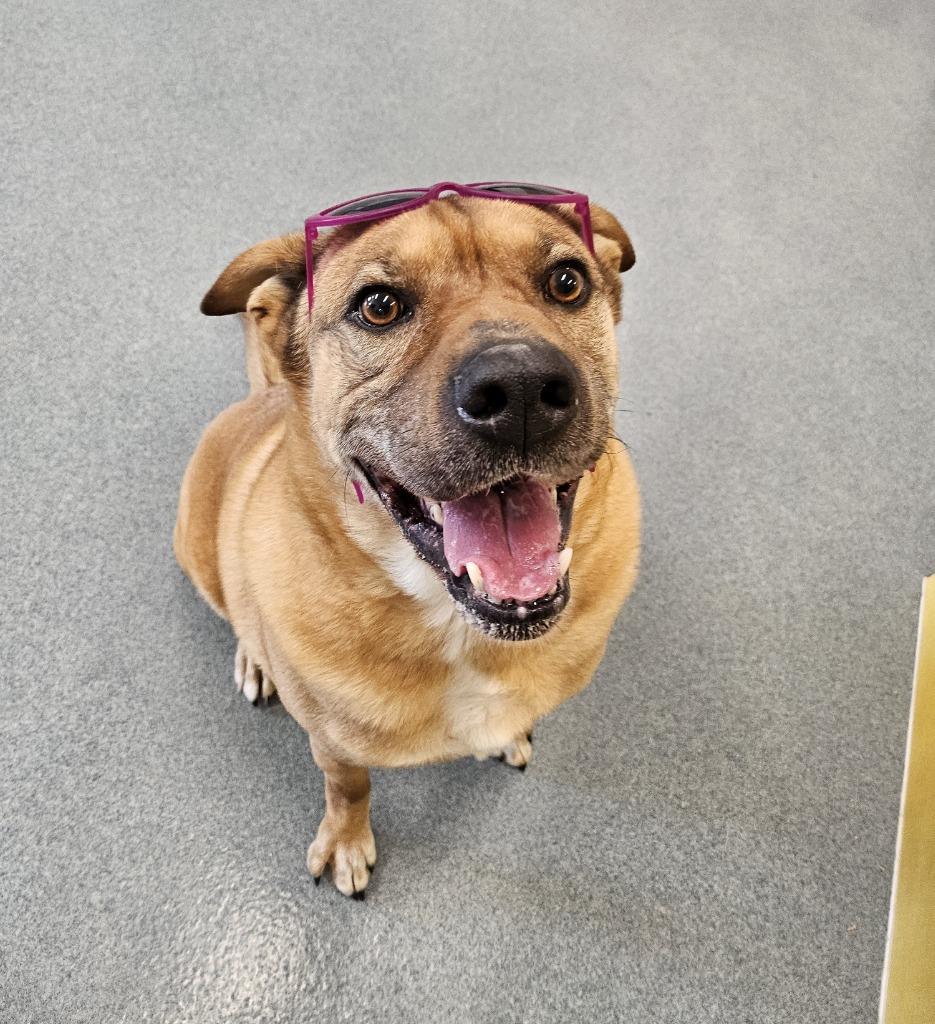 Enlarge Blaine, a Adopted mixed breed in Portland, IN image 5/6
