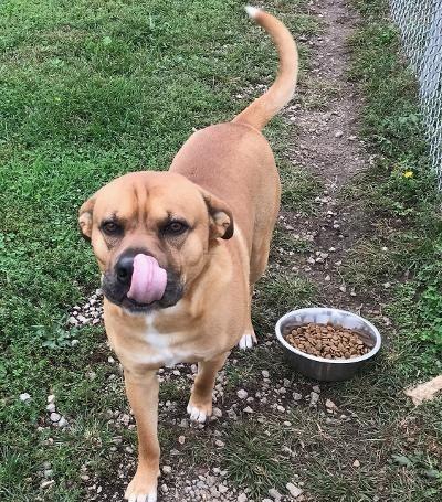 Enlarge Blaine, a Adopted mixed breed in Portland, IN image 6/6