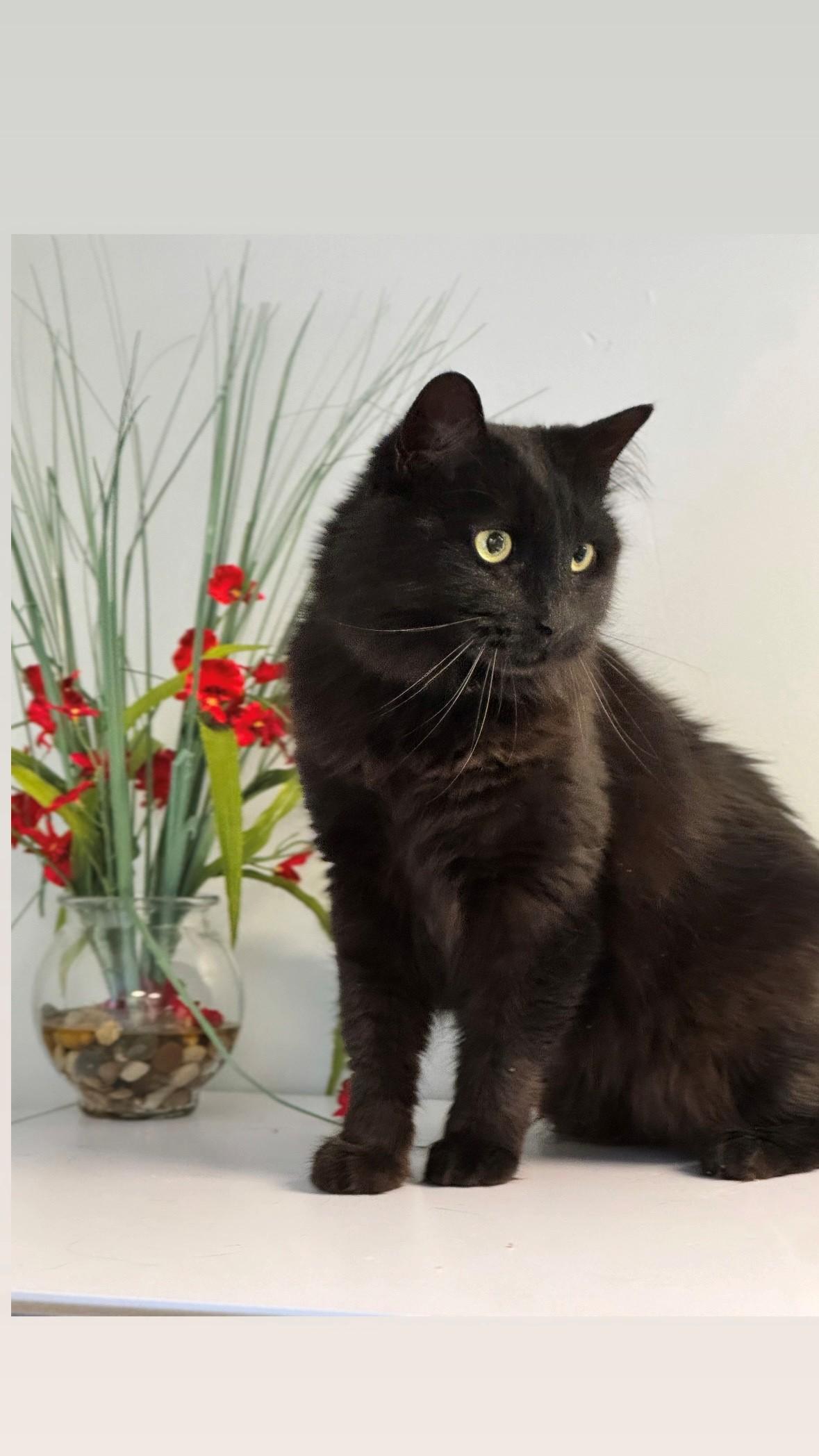 Enlarge Luna , a ADOPTABLE Domestic Long Hair in Syosset, NY image 1/1