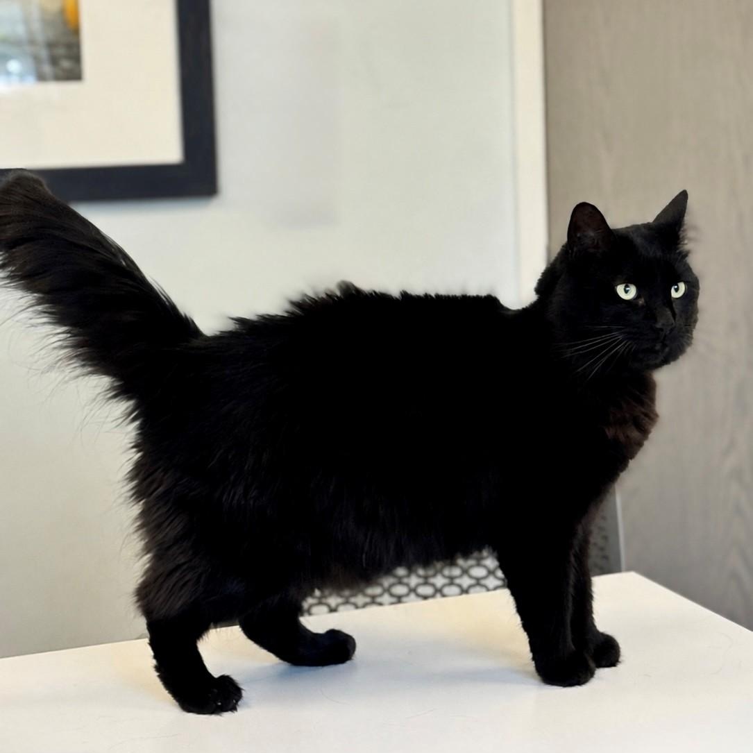 Luna , ADOPTABLE, Adult Female Domestic Long Hair.