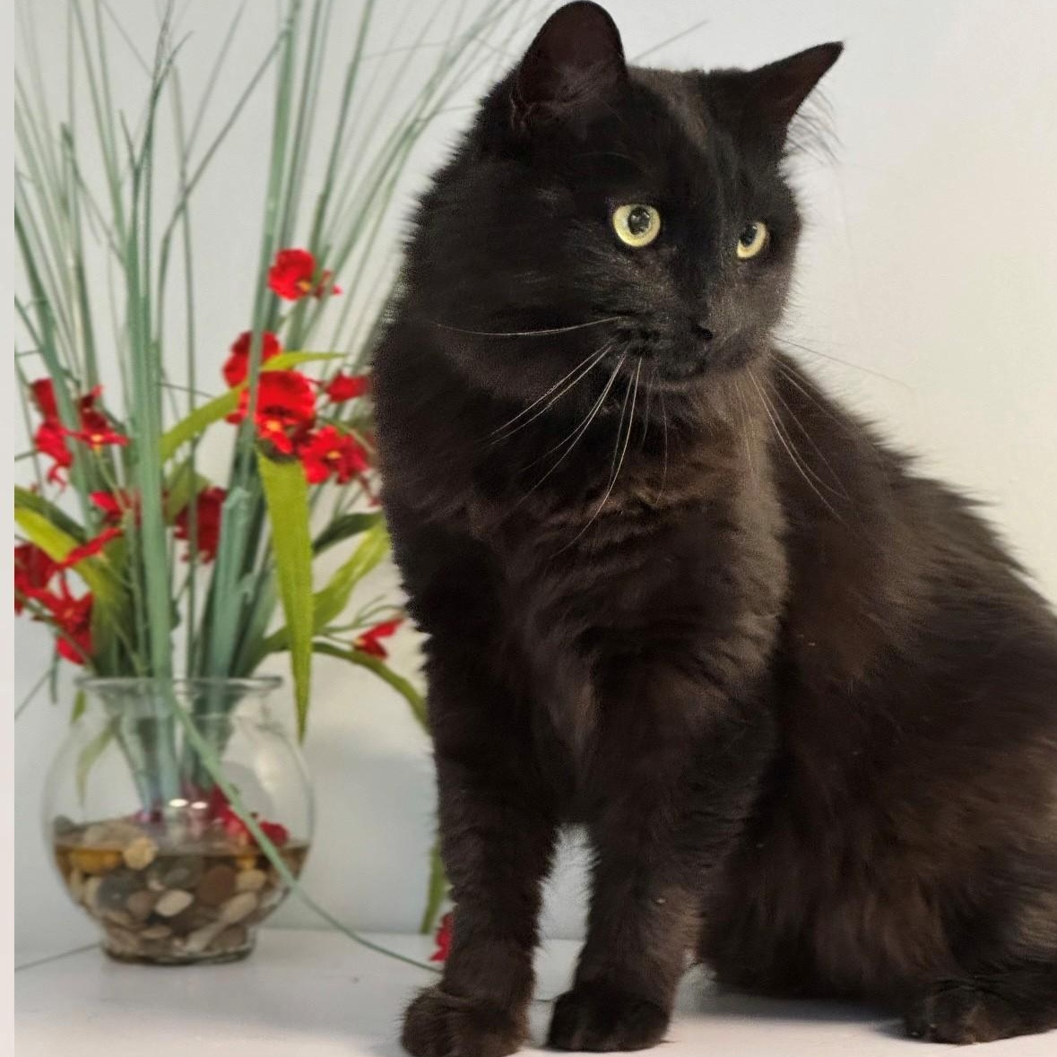 Enlarge Luna , a ADOPTABLE Domestic Long Hair in Syosset, NY image 2/2