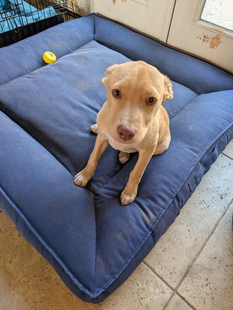 Wren Songbird, Adoptable, Puppy Female Mountain Cur.