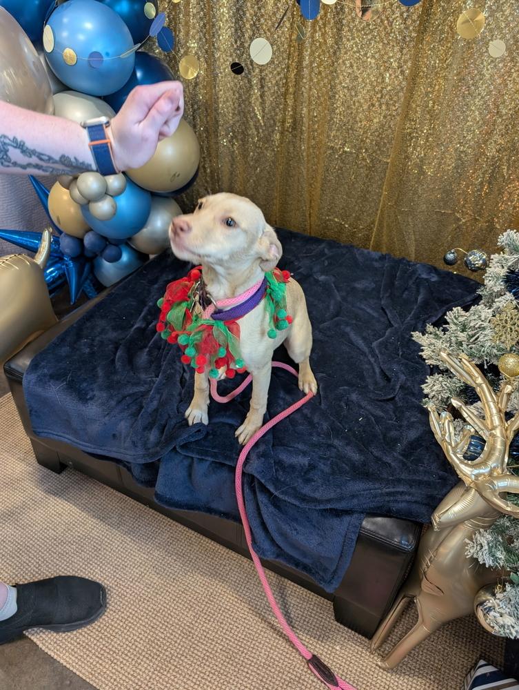 Enlarge Wren Songbird, a Adoptable mixed breed in Boston, MA image 2/6