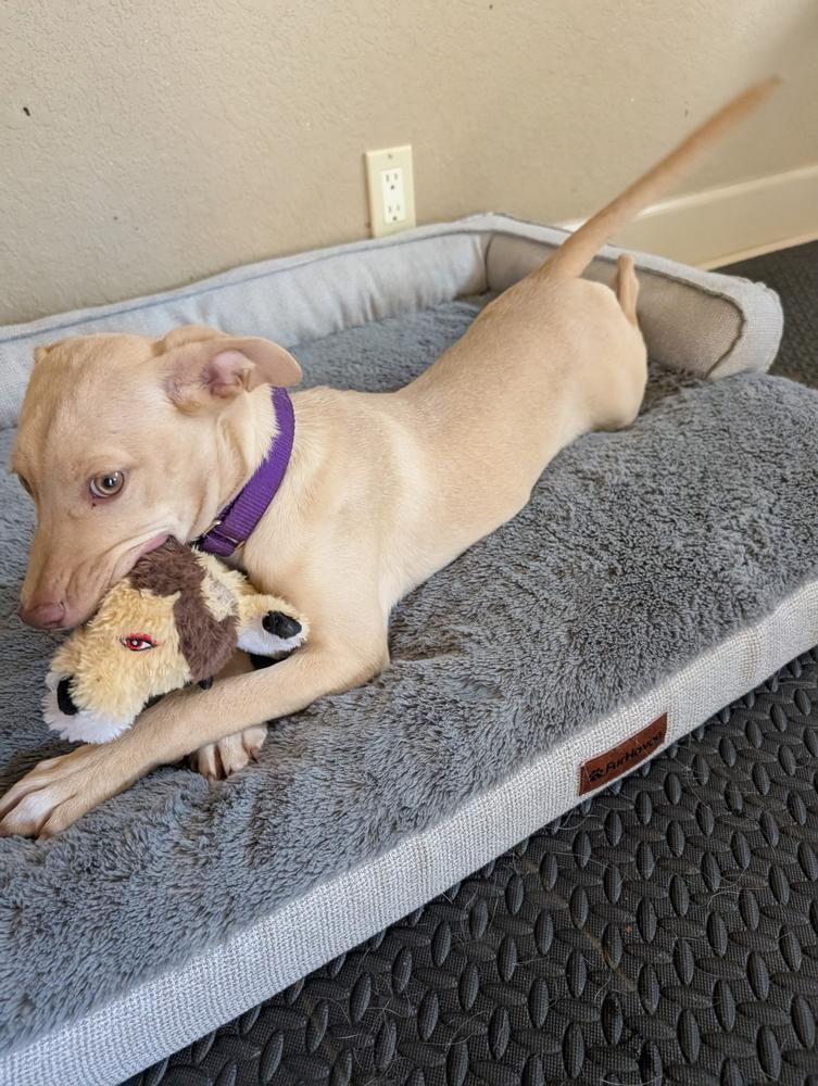 Enlarge Wren Songbird, a Adoptable mixed breed in Boston, MA image 3/6