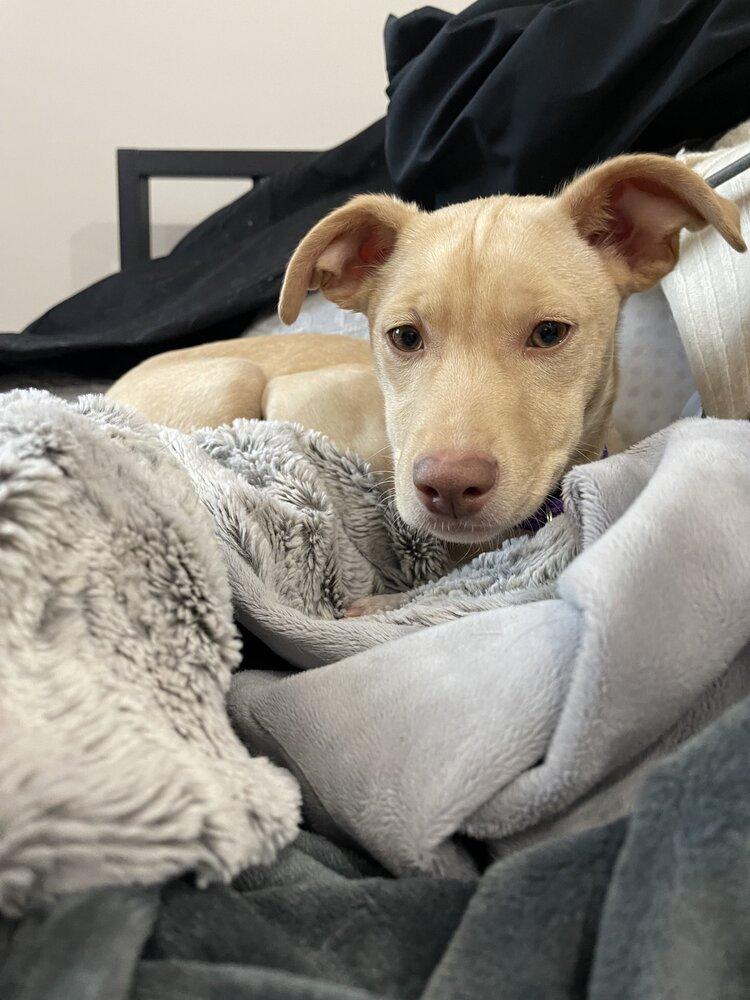 Enlarge Wren Songbird, a Adoptable mixed breed in Boston, MA image 4/6