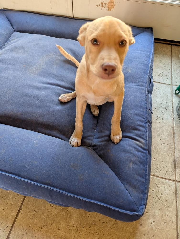 Enlarge Wren Songbird, a Adoptable mixed breed in Boston, MA image 5/6