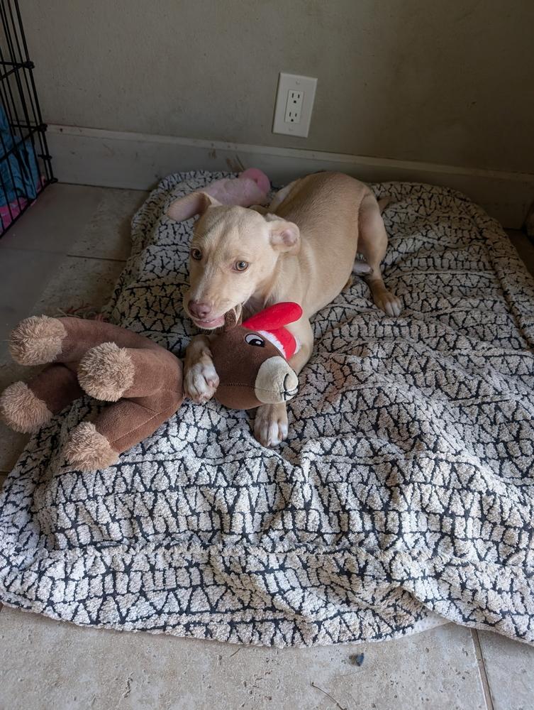 Enlarge Wren Songbird, a Adoptable mixed breed in Boston, MA image 6/6