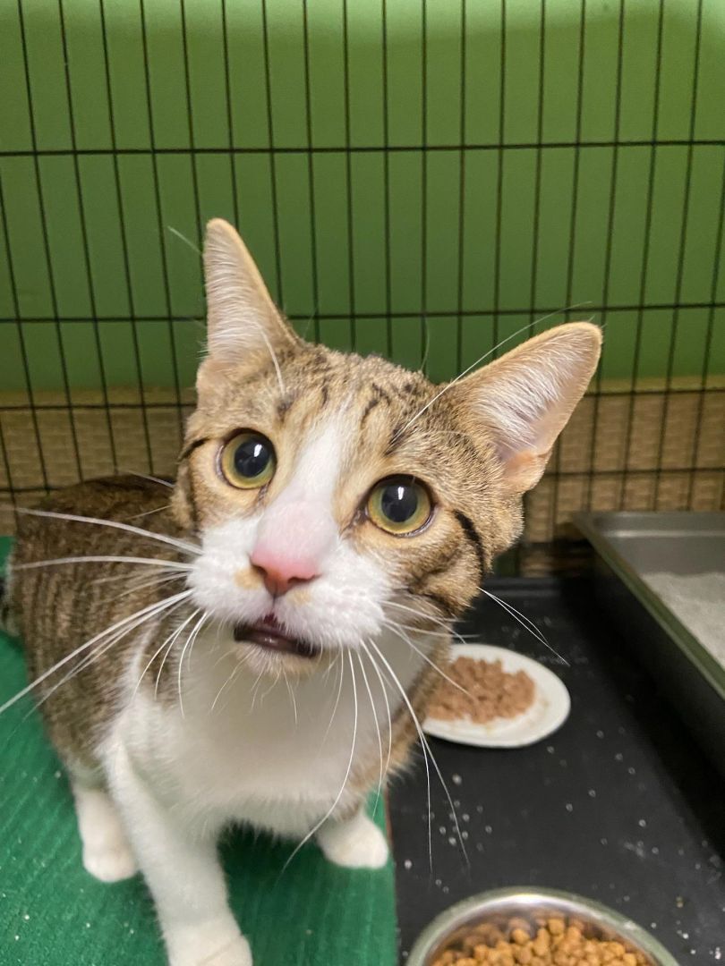 Candy, a Adoptable Domestic Short Hair in Chicago, IL image 1/2