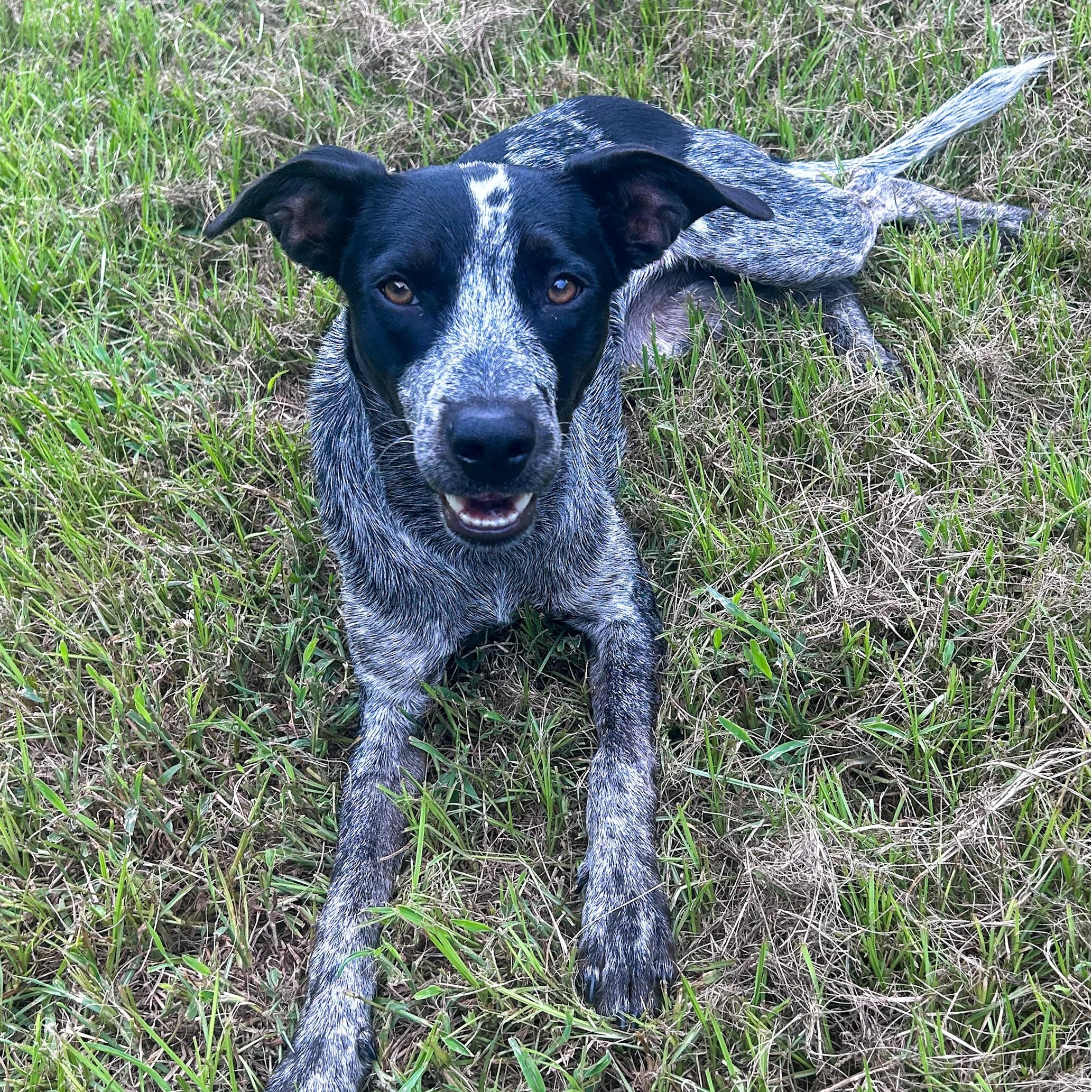 Enlarge Muffin, a Adoptable mixed breed in Magnolia Springs, AL image 4/6